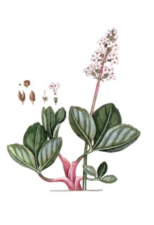 Menyanthes trifoliata