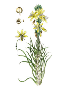 Asphodelus luteus