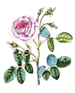 Rosa vó centifolia