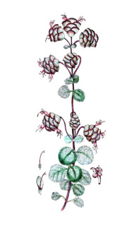 Origanum dictamnus