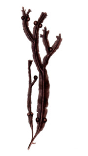 Fucus vesiculosus