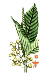 Aframomum melegueta