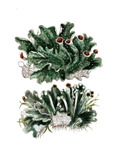 Lichen aphtosus and Lichen caninus