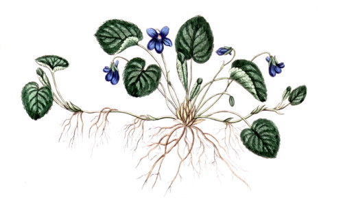 Viola odorata