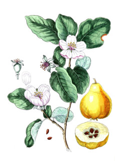 Pyrus cydonia