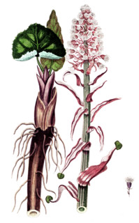 Tussilago petasites