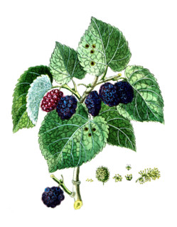 Morus nigra