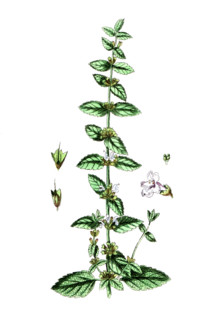 Melissa officinalis