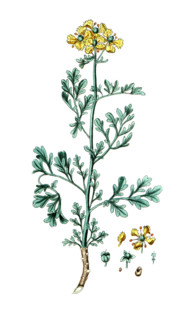 Ruta graveolens