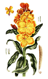 Cheiranthus cheiri