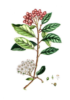 Myrtus pimenta
