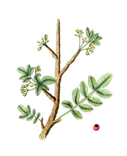 Geum urbanum