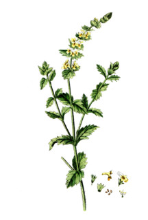 Sideritis hirsuta