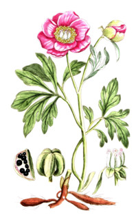 Paeonia officinalis