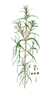 Salfola soda