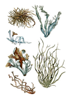 Lichen roccella