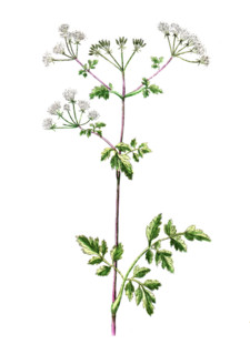 Chaerophyllum sylvestre