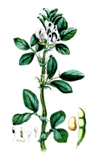 Vicia faba