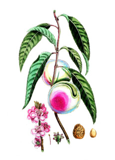 Amygdalus persica
