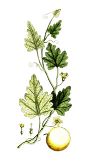 Artemisia dracunculus