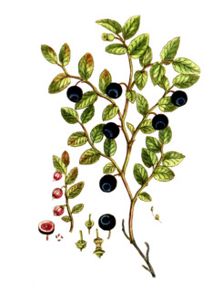 Vaccinium myrtillus
