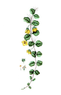 Lysimachia numularia