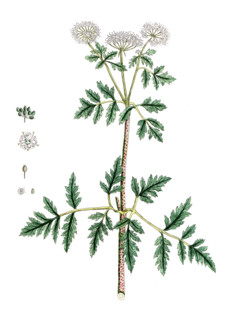 Lysimachia numularia