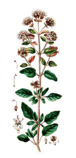 Origanum