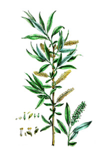 Salix alba