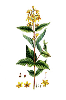 Lysimachia vulgaris