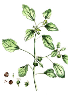 Croton tinctorium