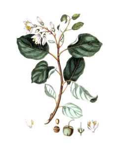Styrax officinale