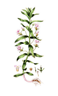 Gratiola officinalis
