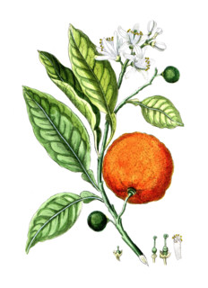 Citrus aurantinus