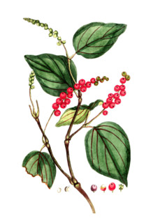 Piper nigrum