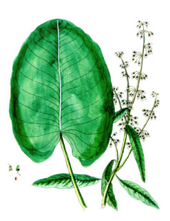 Rumex aquaticus