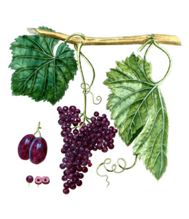 Vitis corinthiaca