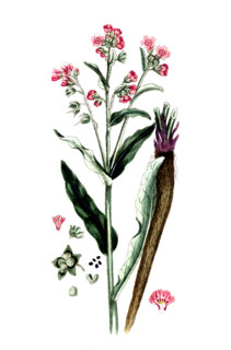 Cynoglossum officinale