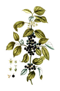 Rhamnus catharticus