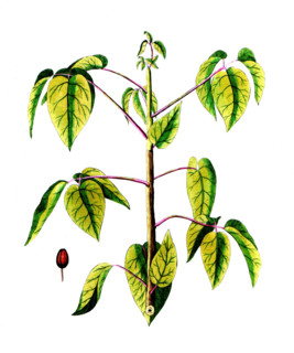 Burseria gummifera