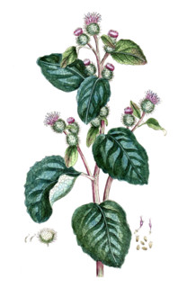 Arctium lappa