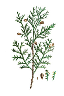 Thuja occidentalis