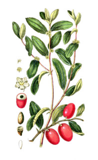 Valeriana officinalis