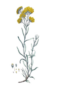 Gnaphalium stoechas