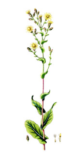 Lactuca sativa