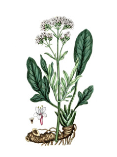 Valeriana phu