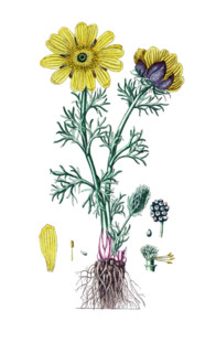 Adonis vernalis