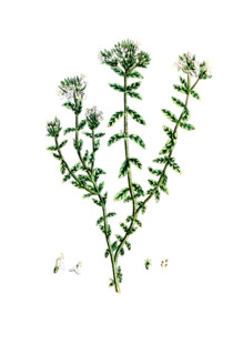 Cannabis sativa