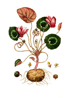 Cyclamen graecum