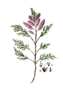 Tamarix gallica